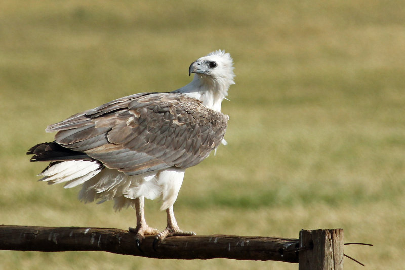 White-bellied Sea-eagle