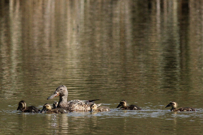 Australasian Shoveler
