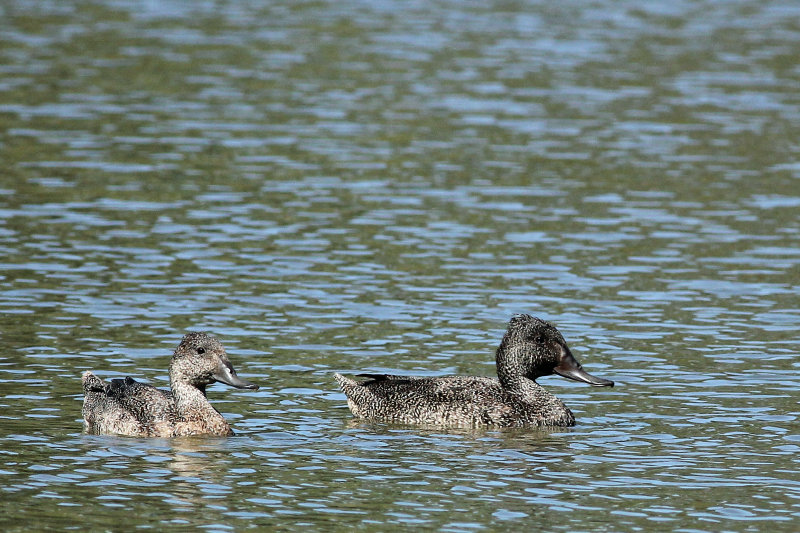 Freckled Duck