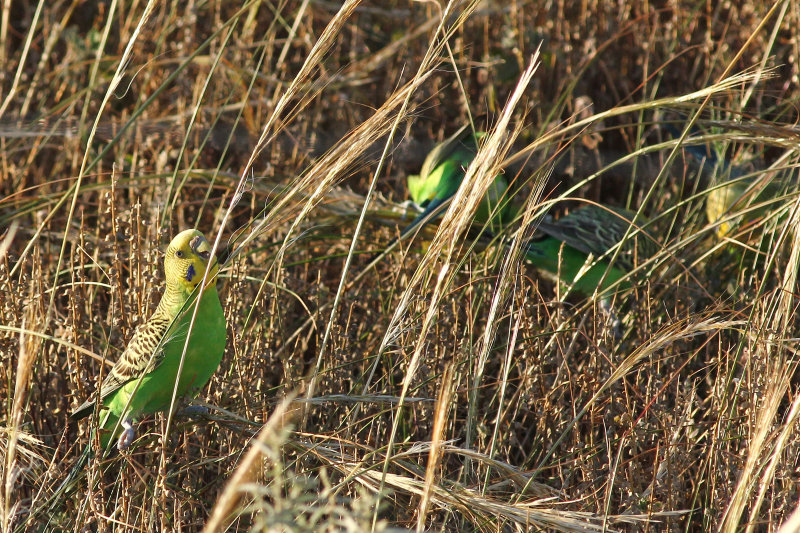 Budgerigar
