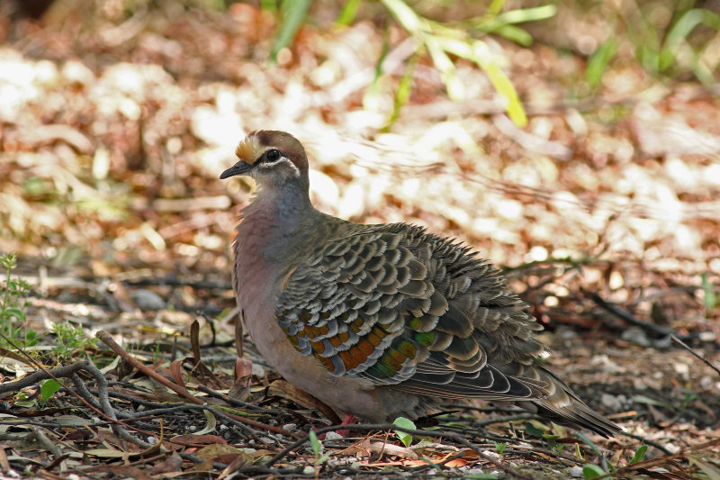 Common Bronzewing