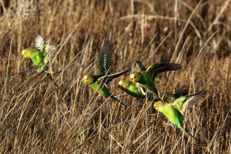 Budgerigar