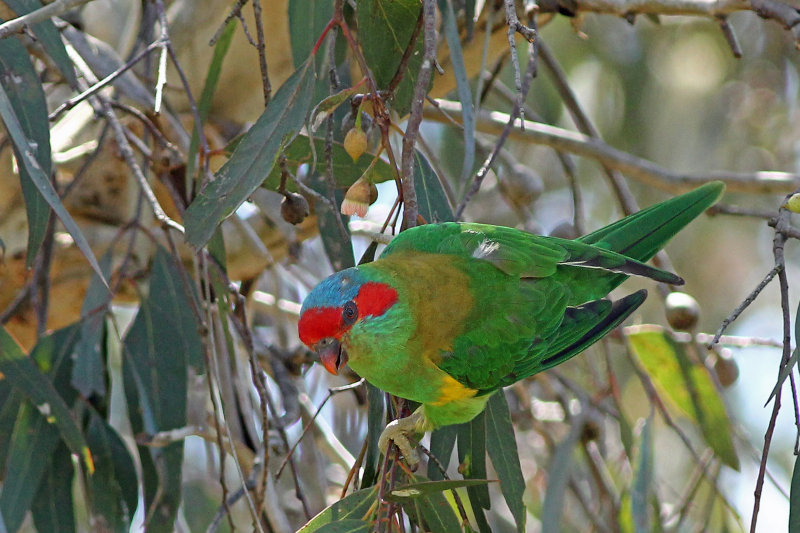 Musk Lorikeet