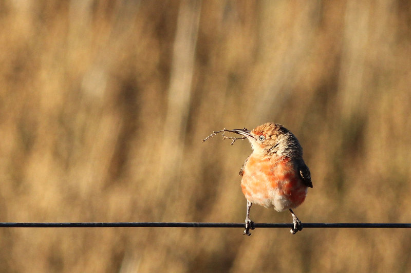 Crimson Chat