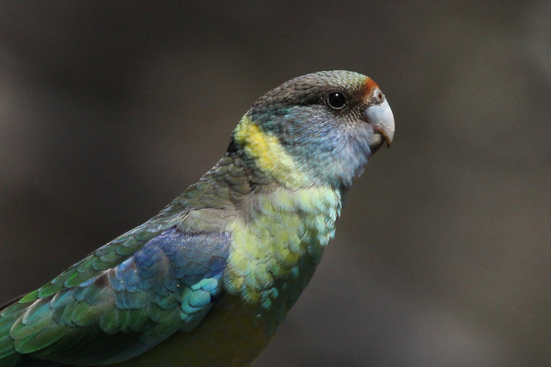 Australian Ringneck
