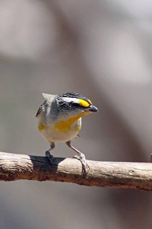Striated Pardalote