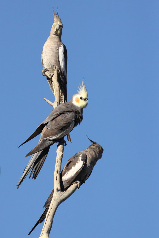 Cockatiel