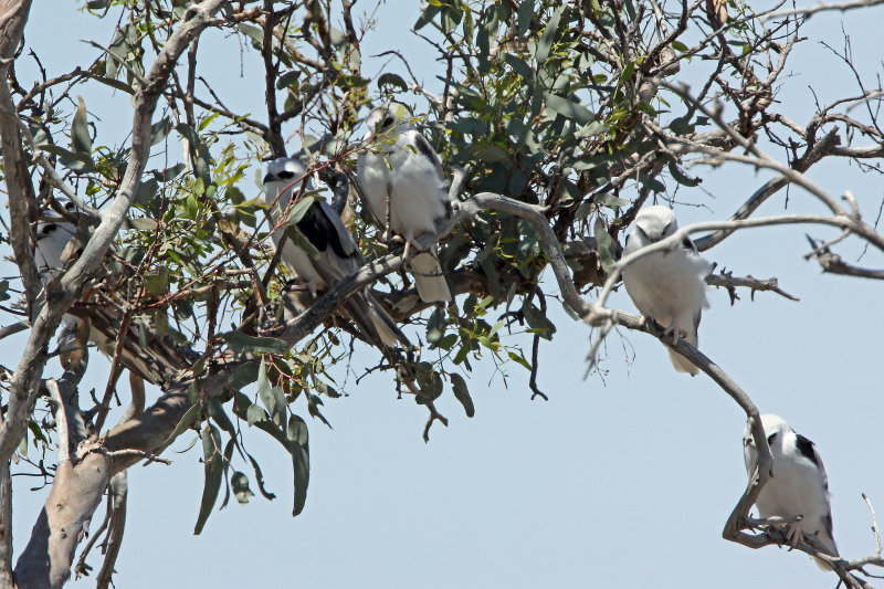 Letter-winged Kite