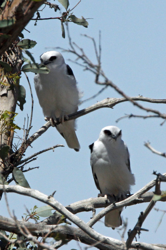 Letter-winged Kite