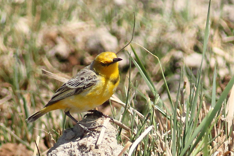 Yellow Chat