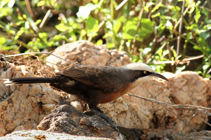 Grey-crowned Babbler