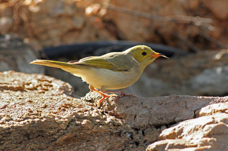 White-plumed Honeyeater