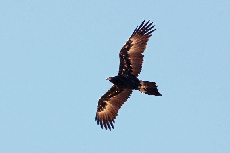 Wedge-tailed Eagle