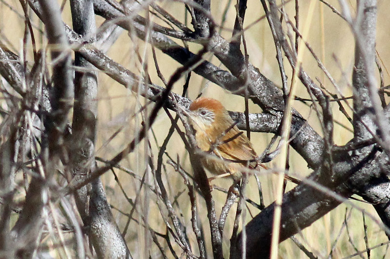 Rufous-crowned Emu-wren