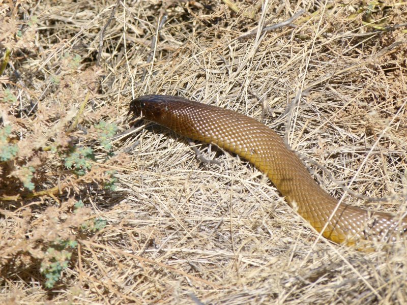 SnakeKingBrownBirdsvilleTrack20110827P1110674-ed.JPG