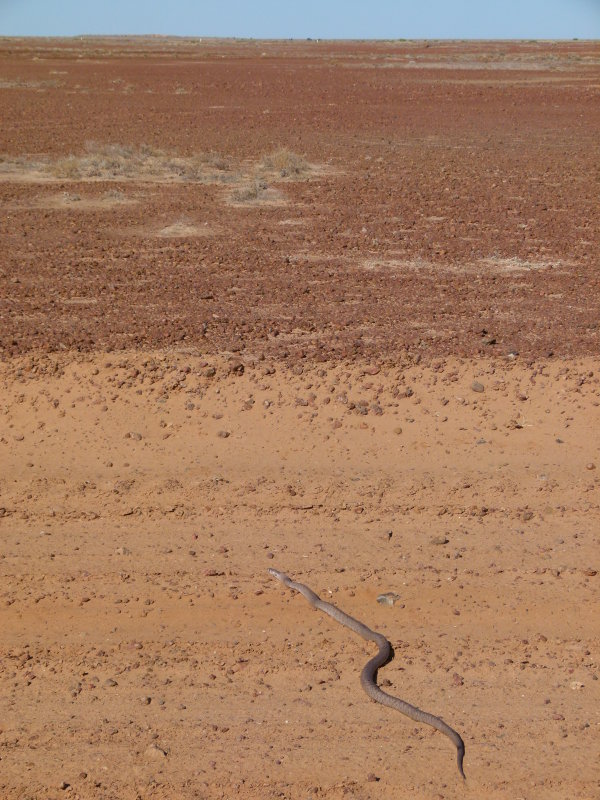 SnakeWesternBrownBirdsvilleTrack20110827P1110701.JPG