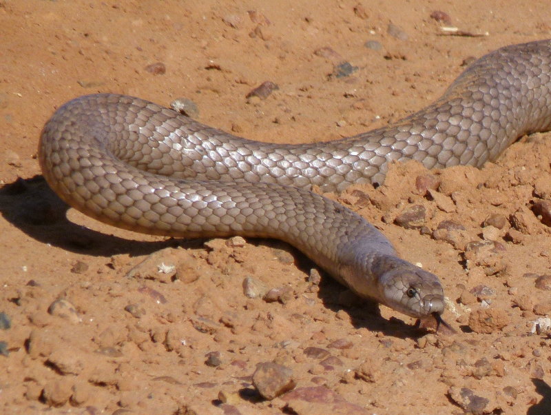 SnakeWesternBrownBirdsvilleTrack20110827P1110707-1.JPG