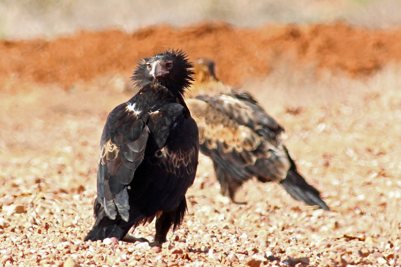 Wedge-tailed Eagle