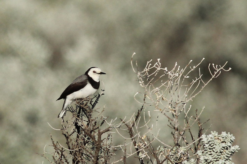 White-fronted Chat