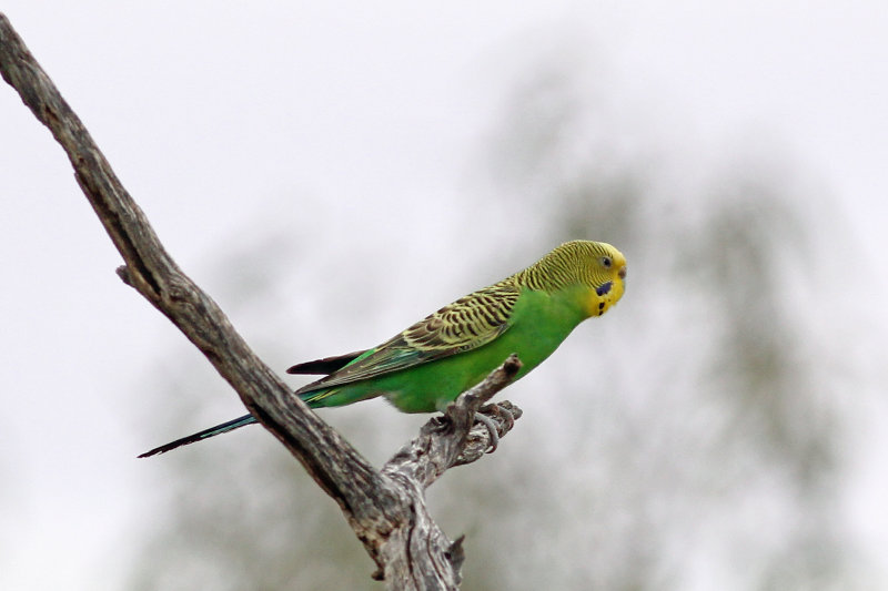 Budgerigar
