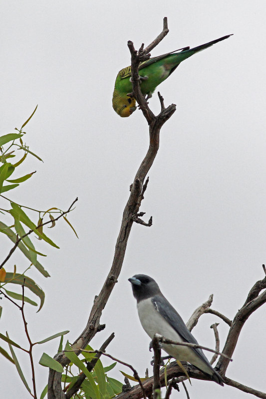 Budgerigar & White-breasted Woodswallow