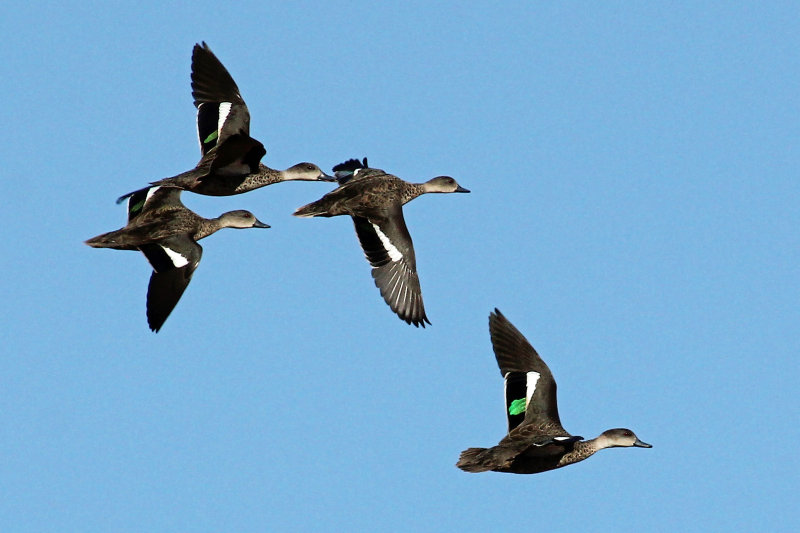 Grey Teal