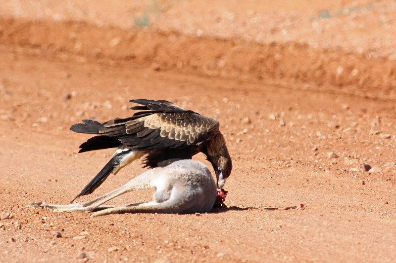 Wedge-tailed Eagle