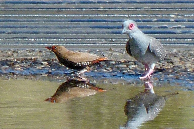 Painted Finch & Diamond Dove
