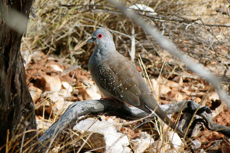 Diamond Dove