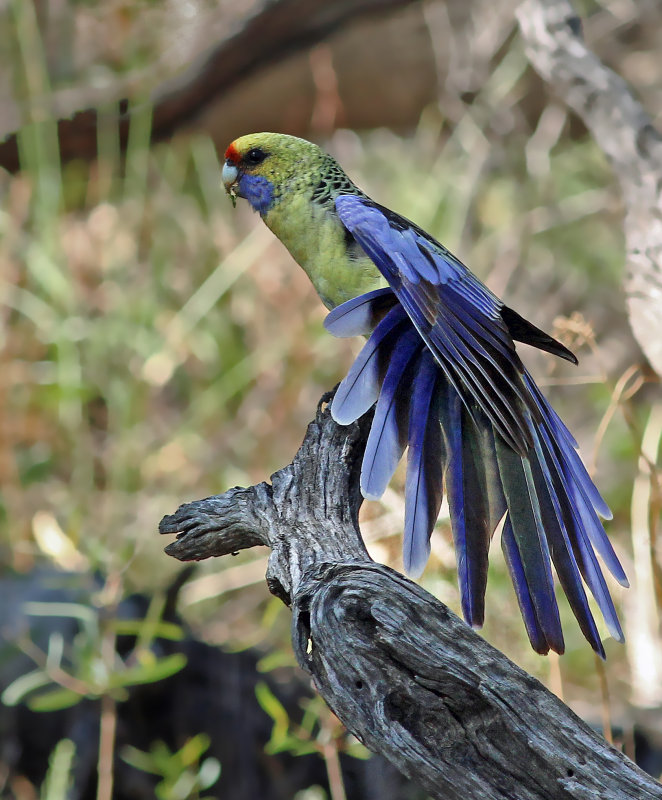 Yellow Rosella