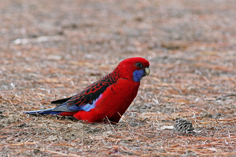 Crimson Rosella