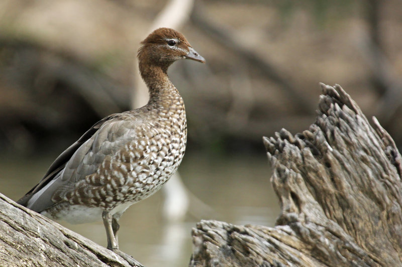 Australian Wood Duck