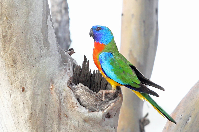 Scarlet-chested Parrot