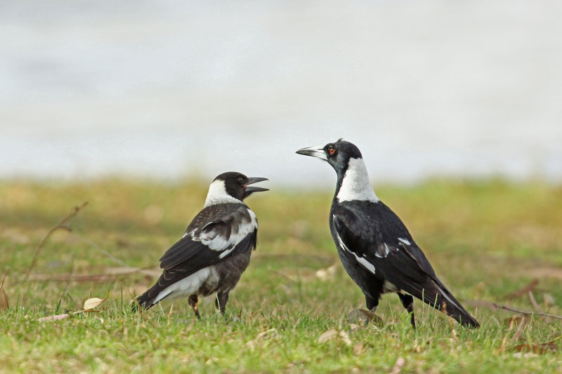 Australian Magpie