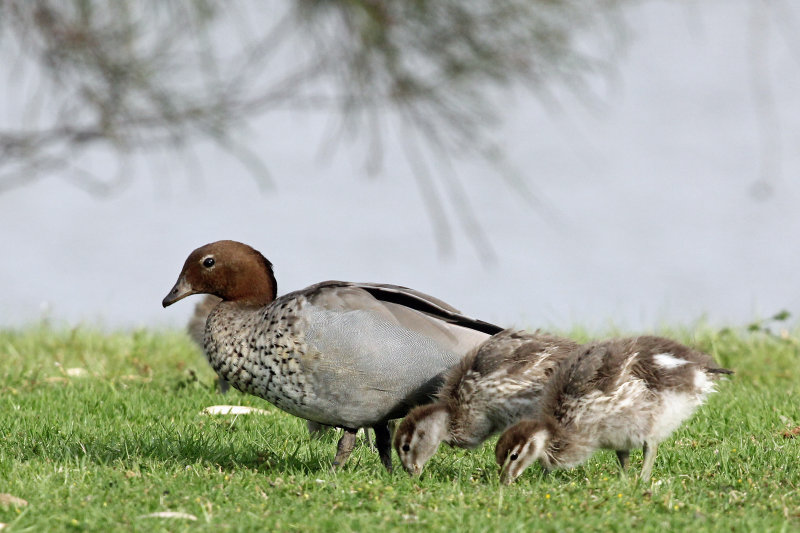 Australian Wood Duck