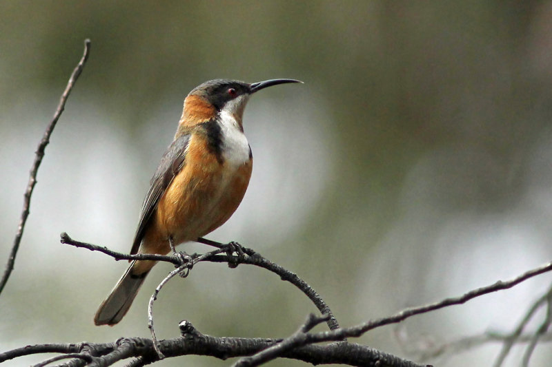 Eastern Spinebill