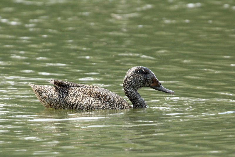 Freckled Duck