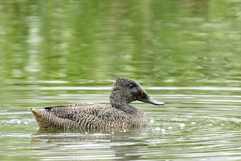 Freckled Duck