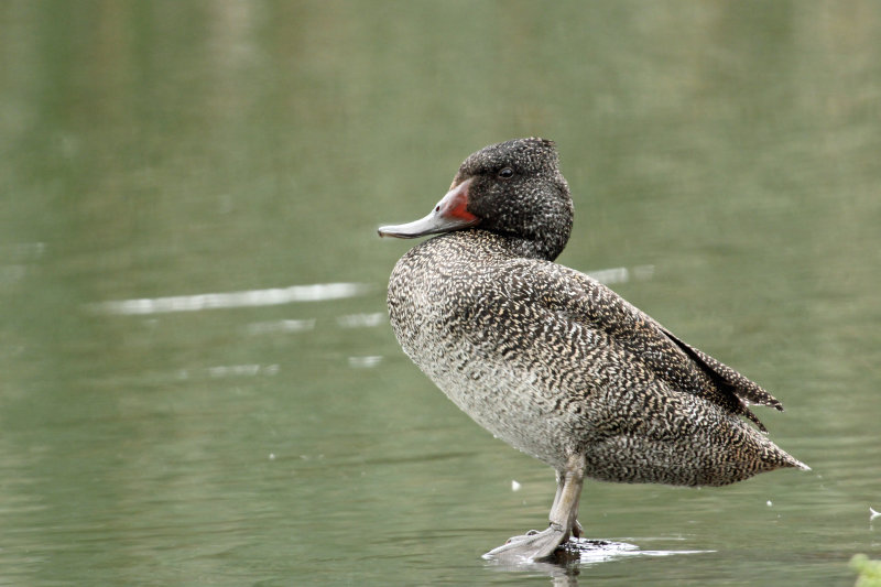 Freckled Duck