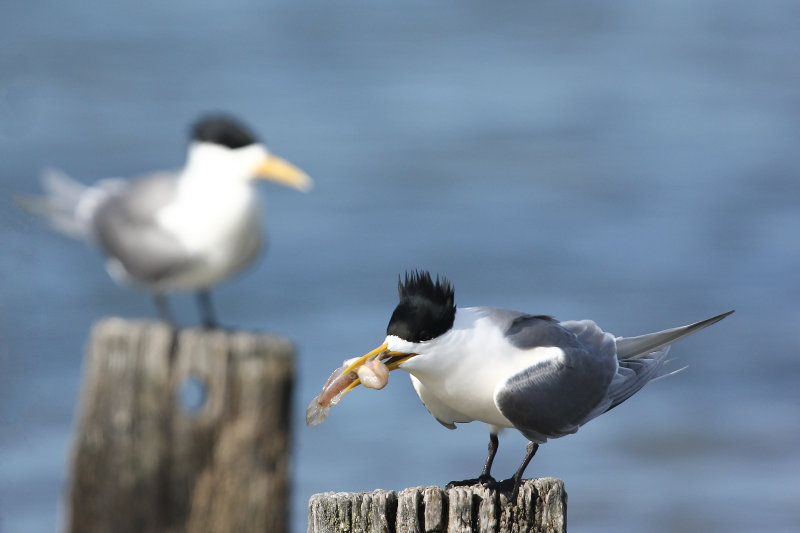 Crested Tern