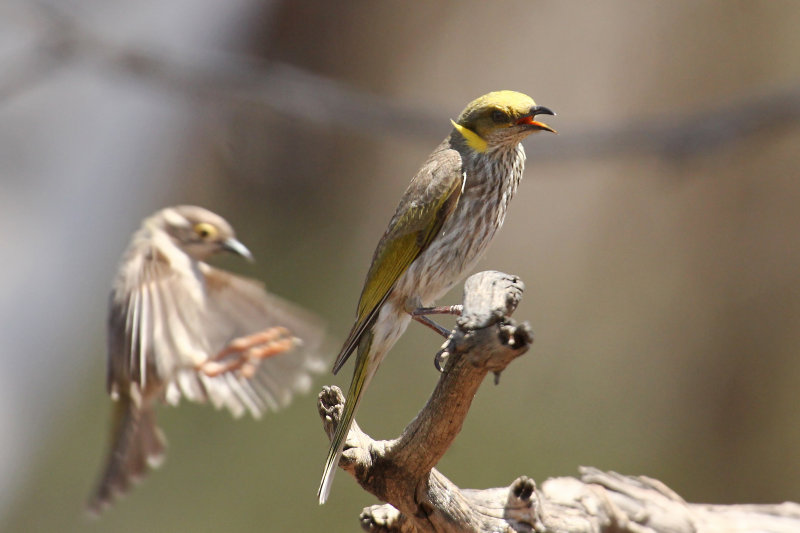 Yellow-plumed & Brown-headed Honeyeater