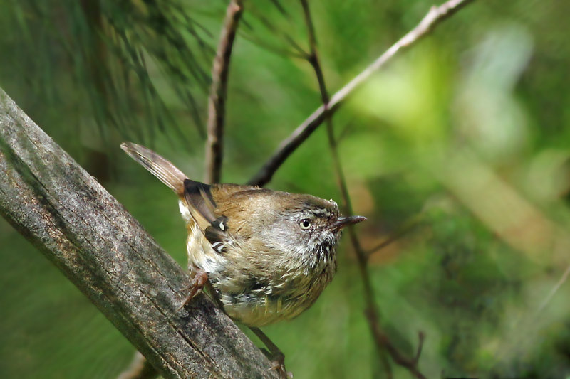 White-browed Scrubwren