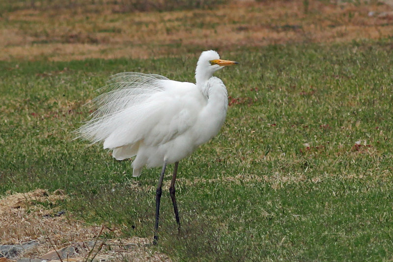 Great Egret