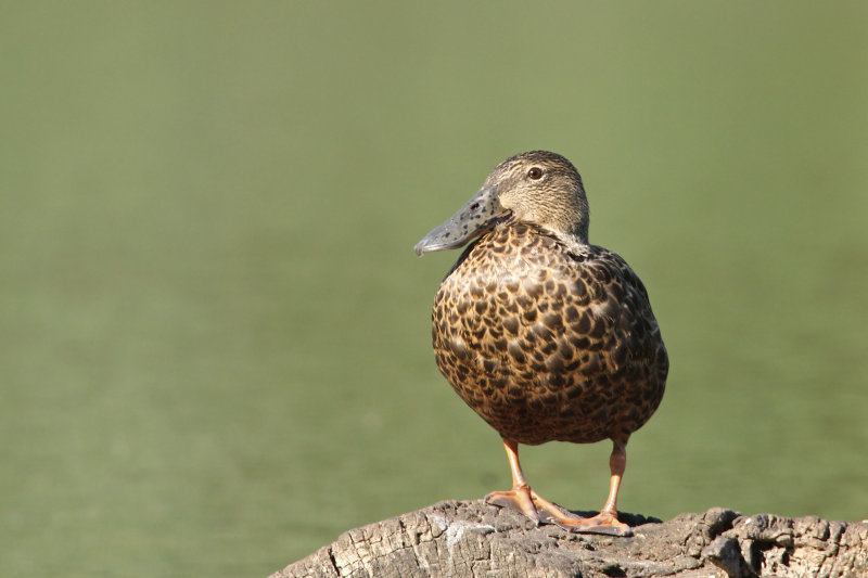 Australasian Shoveler