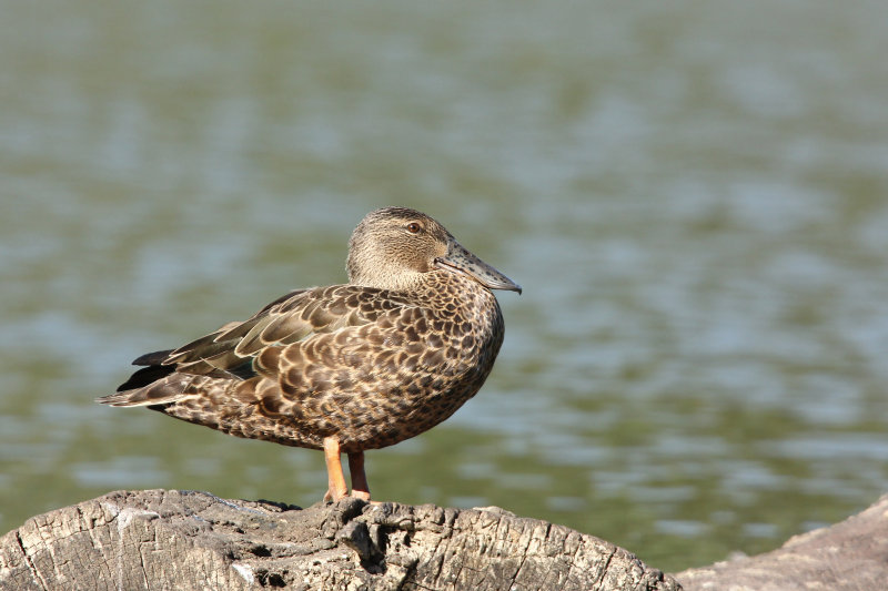 Australasian Shoveler