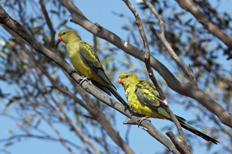 Regent Parrot