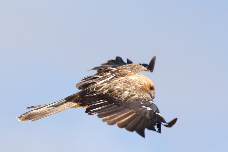 Whistling Kite