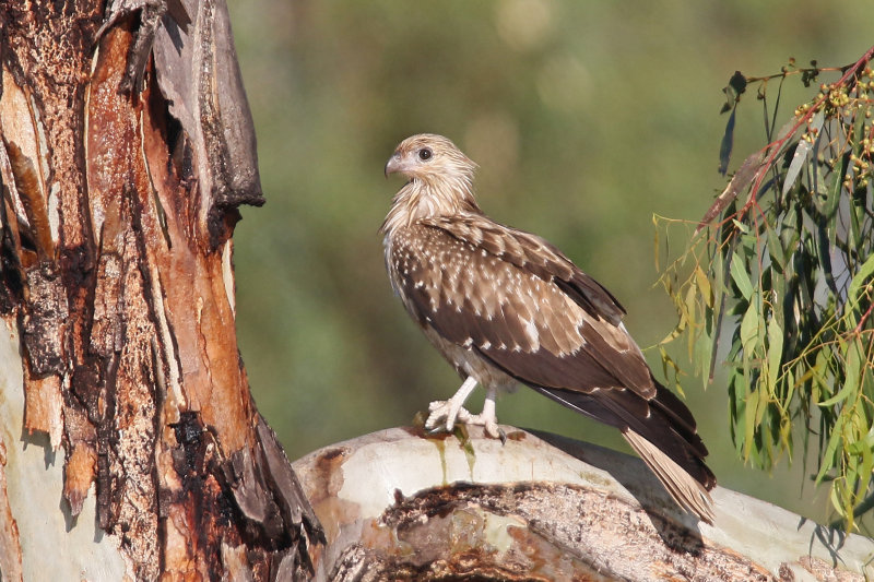 Whistling Kite