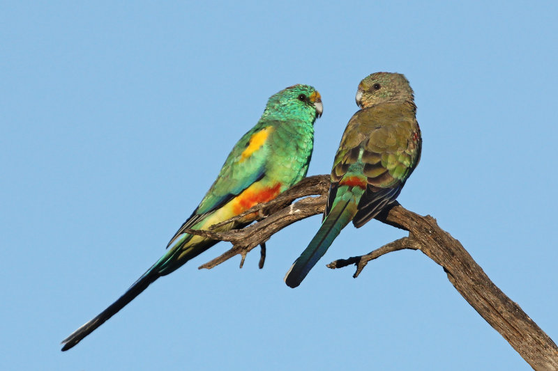 Mulga Parrot