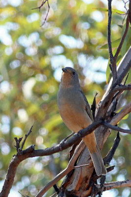 Red-lored Whistler